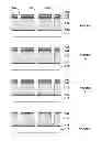 Fig. 02 - OPTICALLY REACTIVE MASKING