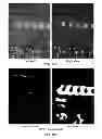 Fig. 08 - Binocular visual experience enrichment system