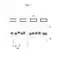 Fig. 08 - Nanophosphor sheet and backlight device