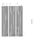 Fig. 10 - Radiation scribed waveguide coupling for photonic circuits
