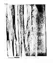 Fig. 03 - Filmy graphite and process for producing the same