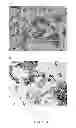 Fig. 03 - Nanoparticles delivery systems, preparation and uses thereof