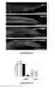 Fig. 09 - PROCESS FOR DELIVERING ENCAPSULATED NEUTRAL BIOIMAGING MOLECULES, COMPLEX, AND PROCESS THEREOF