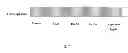 Fig. 08 - COSMETIC COMPOSITION COMPRISING CHRYSOPHANOL AS ACTIVE INGREDIENT FOR SKIN WHITENING
