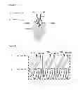 Fig. 03 - Single chain fusion polypeptides comprising soluble light cytokine domains