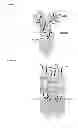 Fig. 05 - Single chain fusion polypeptides comprising soluble light cytokine domains
