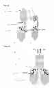 Fig. 06 - Single chain fusion polypeptides comprising soluble light cytokine domains