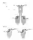 Fig. 07 - Single chain fusion polypeptides comprising soluble light cytokine domains
