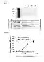 Fig. 13 - Single chain fusion polypeptides comprising soluble light cytokine domains
