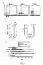 Fig. 05 - Method for generating potent dendritic cells