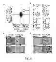 Fig. 10 - Method for generating potent dendritic cells
