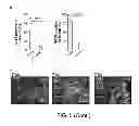 Fig. 11 - Method for generating potent dendritic cells