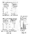Fig. 16 - Method for generating potent dendritic cells