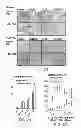 Fig. 18 - Method for generating potent dendritic cells