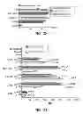Fig. 19 - Method for generating potent dendritic cells