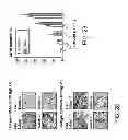 Fig. 22 - Method for generating potent dendritic cells