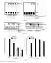 Fig. 13 - Method for the treatment of multiple sclerosis