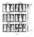 Fig. 05 - Viral vectors with modified transduction profiles and methods of making and using the same