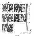 Fig. 06 - Viral vectors with modified transduction profiles and methods of making and using the same