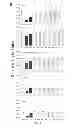 Fig. 07 - Viral vectors with modified transduction profiles and methods of making and using the same