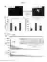Fig. 08 - Method for producing myocardial sheet from embryonic stem cell