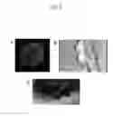 Fig. 09 - Method for producing myocardial sheet from embryonic stem cell