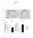 Fig. 14 - Method for producing myocardial sheet from embryonic stem cell
