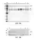 Fig. 05 - RECOMBINANT FACTOR VIII HAVING INCREASED STABILITY