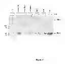 Fig. 04 - isolates and methods of their use to protect against plant pathogens and virus transmission