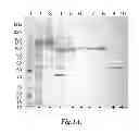 Fig. 02 - FUSION PROTEINS