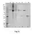 Fig. 04 - FUSION PROTEINS