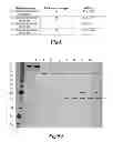 Fig. 11 - FUSION PROTEINS