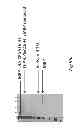 Fig. 12 - FUSION PROTEINS