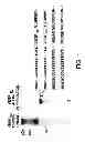 Fig. 02 - ANTAGONISTS OF NEUROPILIN RECEPTOR FUNCTION AND USE THEREOF