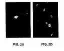 Fig. 03 - ANTAGONISTS OF NEUROPILIN RECEPTOR FUNCTION AND USE THEREOF