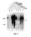 Fig. 07 - ANTAGONISTS OF NEUROPILIN RECEPTOR FUNCTION AND USE THEREOF