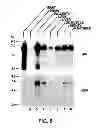 Fig. 08 - ANTAGONISTS OF NEUROPILIN RECEPTOR FUNCTION AND USE THEREOF