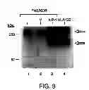 Fig. 11 - ANTAGONISTS OF NEUROPILIN RECEPTOR FUNCTION AND USE THEREOF