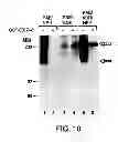 Fig. 12 - ANTAGONISTS OF NEUROPILIN RECEPTOR FUNCTION AND USE THEREOF