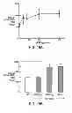 Fig. 24 - ANTAGONISTS OF NEUROPILIN RECEPTOR FUNCTION AND USE THEREOF