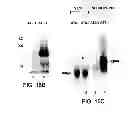Fig. 26 - ANTAGONISTS OF NEUROPILIN RECEPTOR FUNCTION AND USE THEREOF