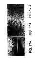 Fig. 27 - ANTAGONISTS OF NEUROPILIN RECEPTOR FUNCTION AND USE THEREOF
