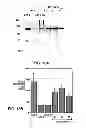 Fig. 28 - ANTAGONISTS OF NEUROPILIN RECEPTOR FUNCTION AND USE THEREOF