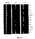 Fig. 29 - ANTAGONISTS OF NEUROPILIN RECEPTOR FUNCTION AND USE THEREOF