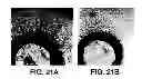 Fig. 31 - ANTAGONISTS OF NEUROPILIN RECEPTOR FUNCTION AND USE THEREOF