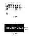Fig. 28 - Methods for Treating Conditions Associated with MASP-2 Dependent Complement Activation