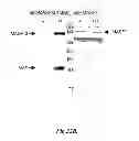 Fig. 32 - Methods for Treating Conditions Associated with MASP-2 Dependent Complement Activation