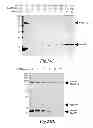 Fig. 35 - Methods for Treating Conditions Associated with MASP-2 Dependent Complement Activation