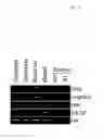 Fig. 04 - Rspondin antibodies as inhibiting factors of angiogenesis and vaculogenesis