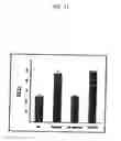 Fig. 12 - Rspondin antibodies as inhibiting factors of angiogenesis and vaculogenesis